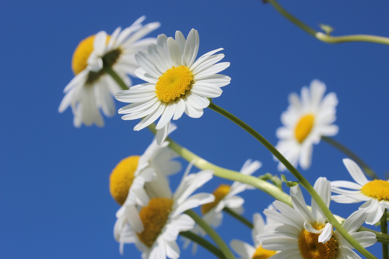 daisies-388946_1280